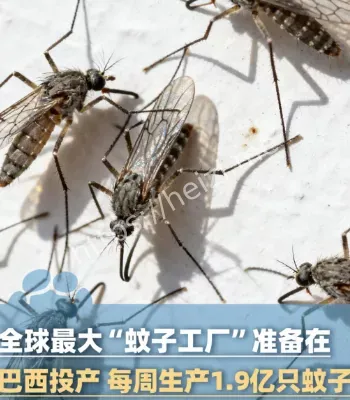 巴西蚊子工厂全球最大投产