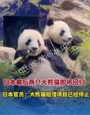 中国暂停租借大熊猫